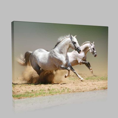 Beautiful White Horses Kanvas Tablo