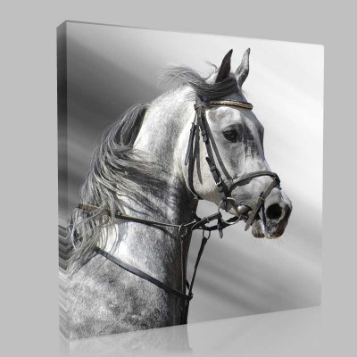 Kır Arap Atı Soldan Portre Kanvas Tablo