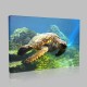 Deniz Kaplumbağası Kanvas Tablo