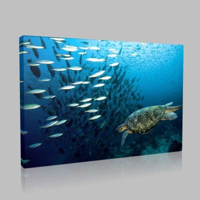 Deniz Kaplumbağası Ve Balıklar Kanvas Tablo