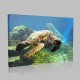 Deniz Kaplumbağası Ve Deniz Altı Kanvas Tablo