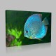 Mavi Akvaryum Balığı Kanvas Tablo