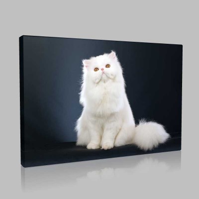 Beyaz Pamuk Kedi Kanvas Tablo