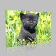 Siyah Kedi Yavrusu Kanvas Tablo