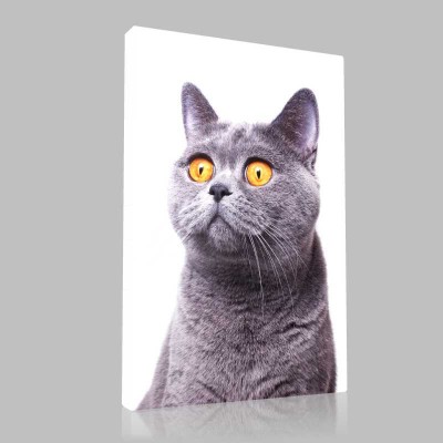 Şaşkın Kedi Kanvas Tablo Şaşkın Kedi Kanvas Tablo