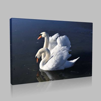Kuğular Kanvas Tablo Kuğular Kanvas Tablo