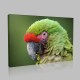 Amazon Papağan Kanvas Tablo