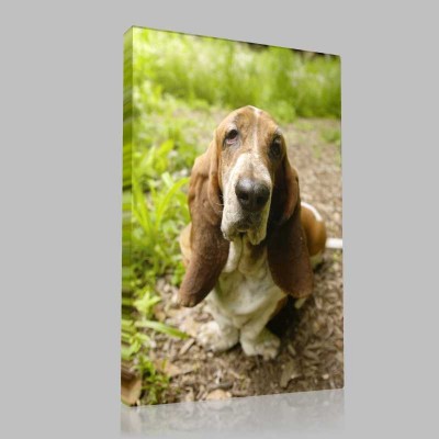 Basset Hound 2 Kanvas Tablo Basset Hound 2 Kanvas Tablo