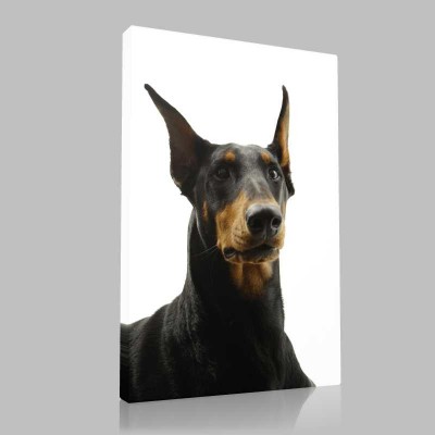 Doberman Portre Kanvas Tablo