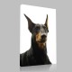 Doberman Portre Kanvas Tablo Doberman Portre Kanvas Tablo