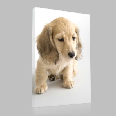 Golden Retriever Yavru Kanvas Tablo Golden Retriever Yavru Kanvas Tablo