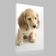 Golden Retriever Yavru Kanvas Tablo Golden Retriever Yavru Kanvas Tablo