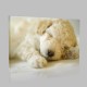 Highland Beyaz Terrier Yavru Zoom Kanvas Tablo Highland Beyaz Terrier Yavru Zoom Kanvas Tablo
