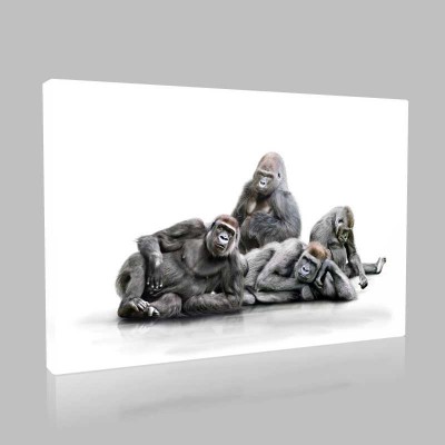 Orangutan Ailesi Kanvas Tablo