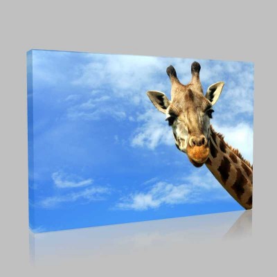 Zürafa Kanvas Tablo
