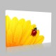 Sarı Çiçek Ve Uğurböceği  Kanvas Tablo