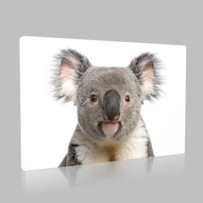 Koala Kanvas Tablo Koala Kanvas Tablo