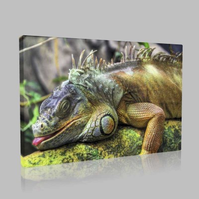 Uykusu Gelmiş İguana Kanvas Tablo Uykusu Gelmiş İguana Kanvas Tablo