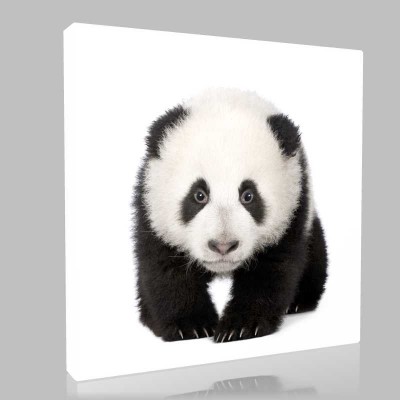 Beyaz Fonda Panda Yavrusu Kanvas Tablo
