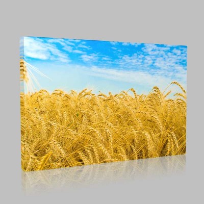 Buğdaylar Kanvas Tablo