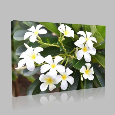 Frangipani Çiçeği Kanvas Tablo