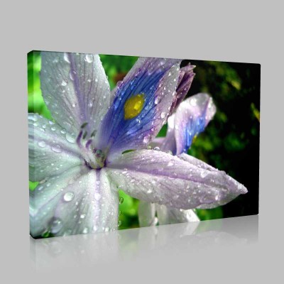 Lillies Kanvas Tablo Lillies Kanvas Tablo