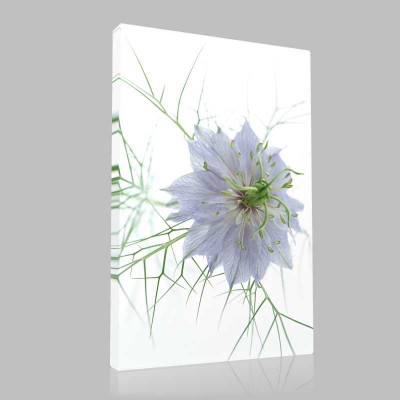 Mavi Katmer Çiçeği Kanvas Tablo