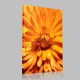 Orange Chrysanthemum Kanvas Tablo