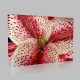 Orkide Zoom Kanvas Tablo