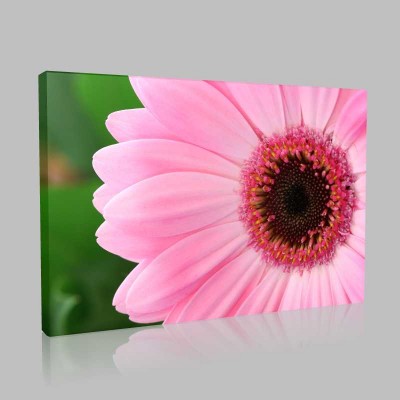 Pink Gerberas Kanvas Tablo