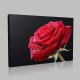 Reddish Rose Kanvas Tablo