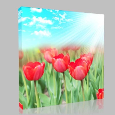 Işıltılı Gelincikler Kanvas Tablo Işıltılı Gelincikler Kanvas Tablo