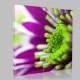 Violet Chrysanthemum Kanvas Tablo